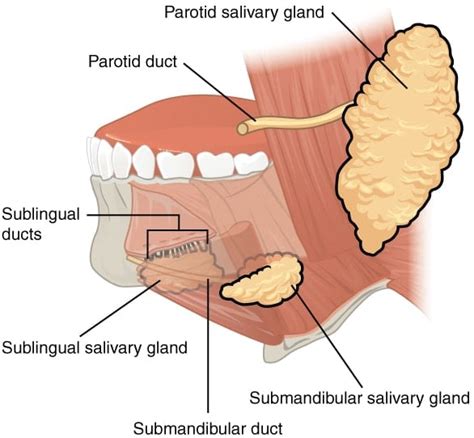 Sialadenitis Salivary Gland Infection Causes Symptoms And Treatment