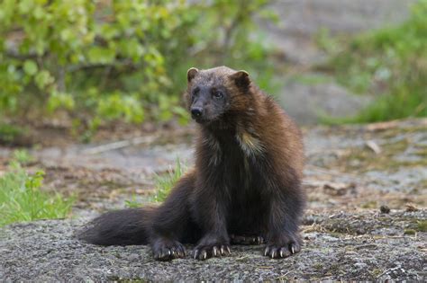 Oregon Wolverine Scurries Across Road Before Semi Truck Passes Near