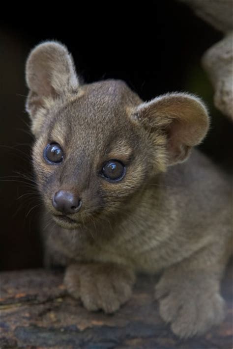 The Fossa Is Your New Favorite Animal