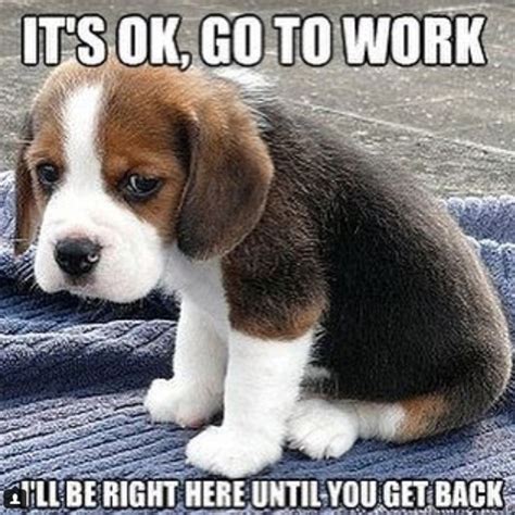 30 Best Beagle Memes Of All Time Funny Dog Faces Funny Dog Memes
