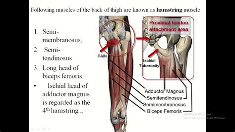 Anatomy Of Hamstring Muscles Of Thigh Youtube