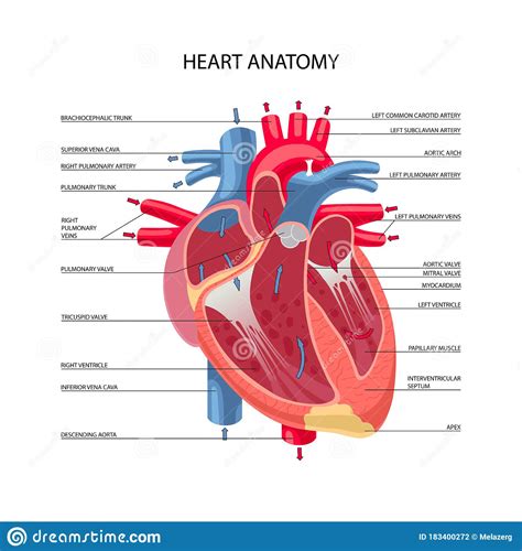 Human Heart Anatomy Stock Vector Illustration Of Artery 183400272
