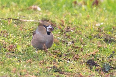 Darley Dale Wildlife Hawfinch Whitworth Park Darley Dale