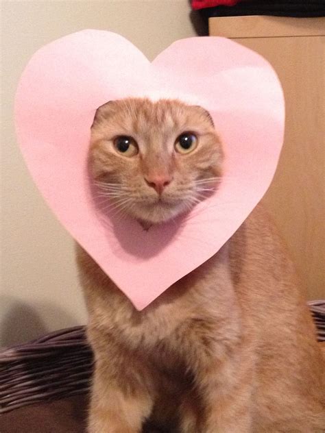 Valentines Day Ginger Cat Ginger Cats Cat Valentine Silly Cats