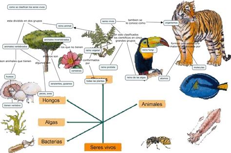 Seres Vivos 8ºc ¿como Se Clasifican Los Seres Vivos