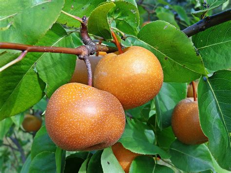 Health Benefits Of Asian Pear Pyrus Pyrifolia