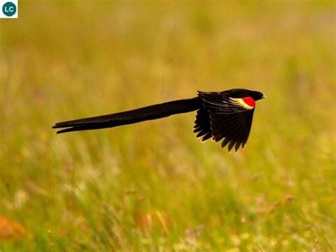 Chim Góa Phụ áo đen đuôi Dài Châu Phi Long Tailed Widowbirdsakabula