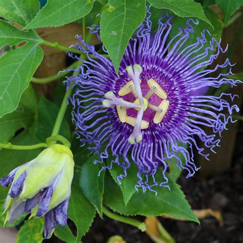 Plants grown in lower light tend to bloom less. Passion Flower Maypop - Easy To Grow Bulbs