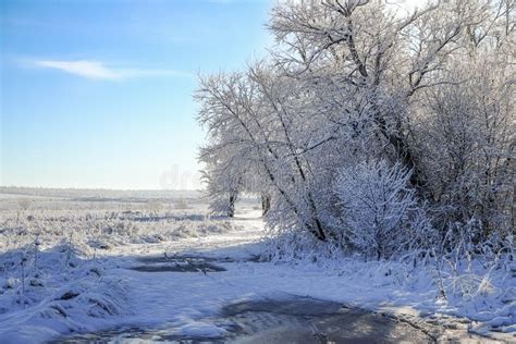 Snowy Winter Morning Stock Photo Image Of Frost Forest 38541800