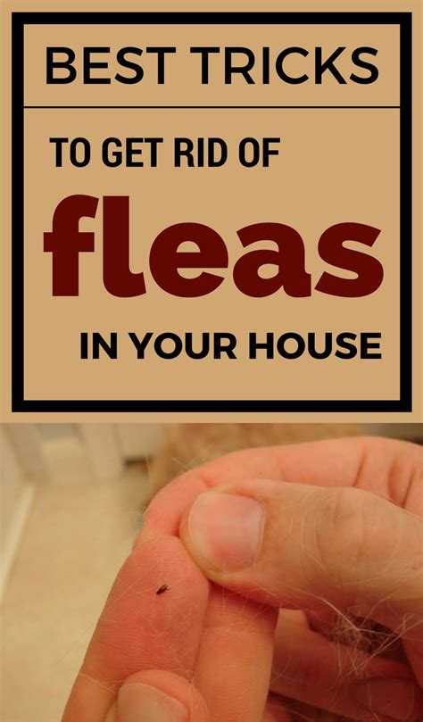 How To Get Rid Of Flea Infestation In House