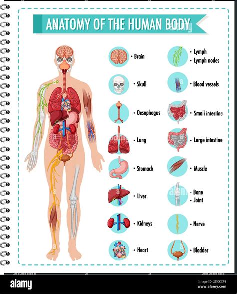 Anatomy Of The Human Body Information Infographic Illustration Stock