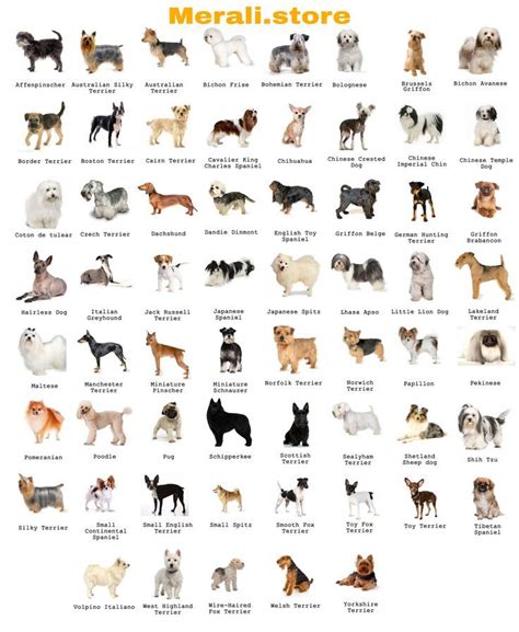 An Image Of Dogs That Are All Different Colors And Sizes On A White