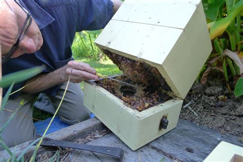 Stingless Native Bee Tetragonula Carbonaria Hive Split 01 Jerry