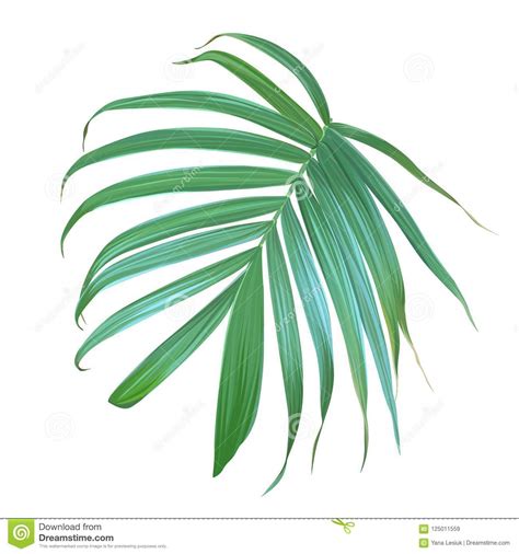 Vector Realistic Palm Leaf Isolated On A White Background Stock Vector