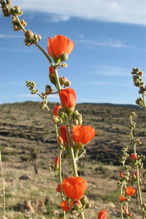 Use them in commercial designs under lifetime, perpetual & worldwide rights. Desert Globemallow Photo by Aaron Leifheit | Desert ...