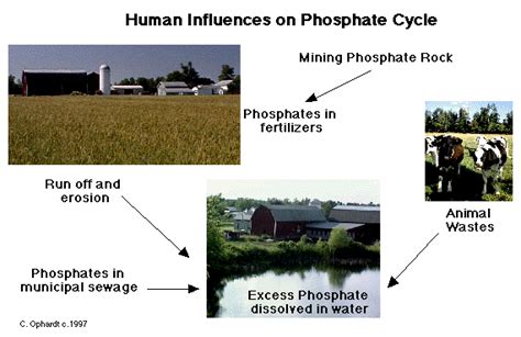 Human Impact The Phosphorus Cycle