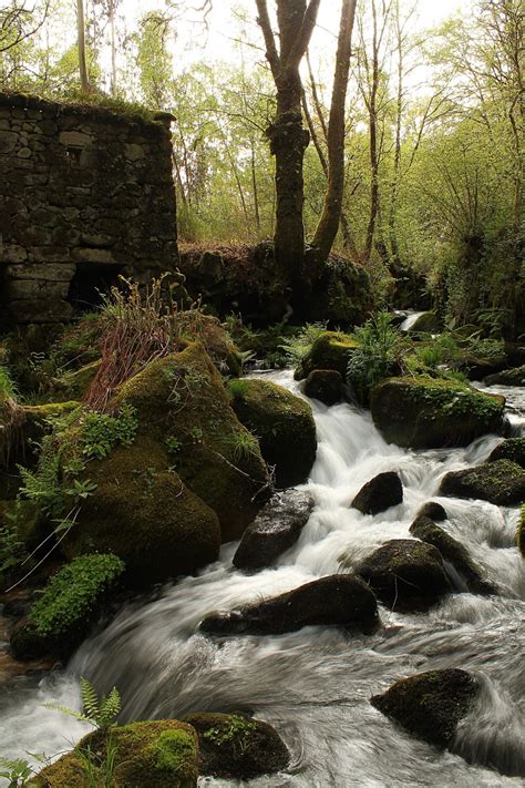 Gambar Pemandangan Pohon Alam Batu Air Terjun Sungai Kecil