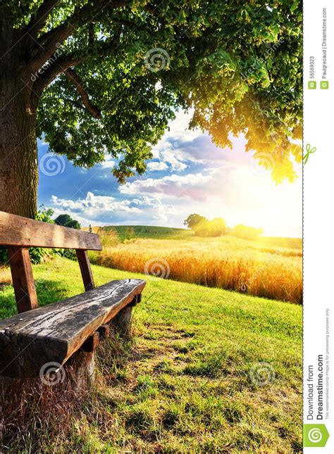 Beautiful Summer Landscape With Wooden Bench Stock Photo Image 56569323