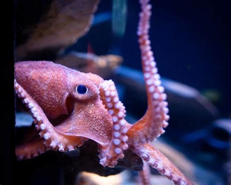 11 Different Types Of Octopus Plus Interesting Facts