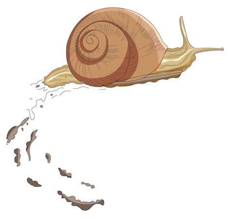 Premium Vector A Snail Moving Slowly