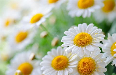 Wallpaper Flowers Nature Field Yellow Daisy Flower Flora Petal