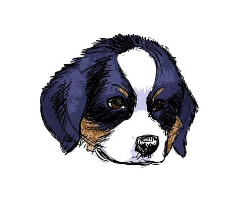 Dillon Bernese Puppy Drawing By Claire Dewilde Fine Art America