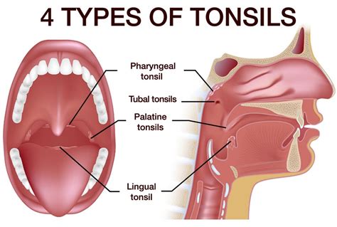 Tonsils Anatomy