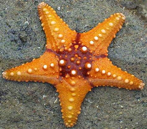 Starfish Sea Star Armed Sea Critter Oceans Wonders Starfish