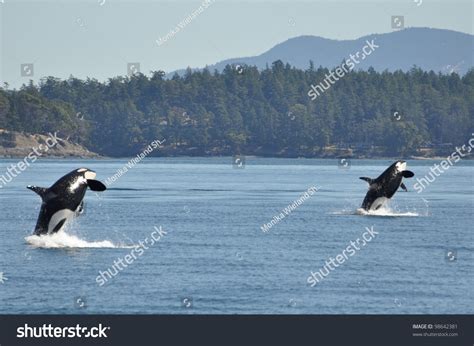 Two Wild Killer Whales Breach Synchrony Stock Photo 98642381 Shutterstock