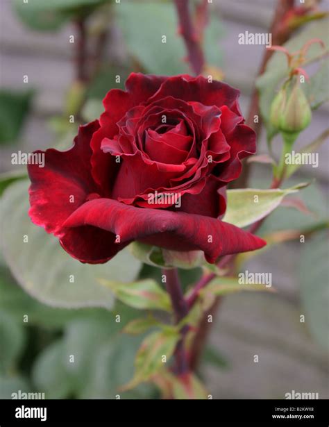 Red English Rose Stock Photo Alamy