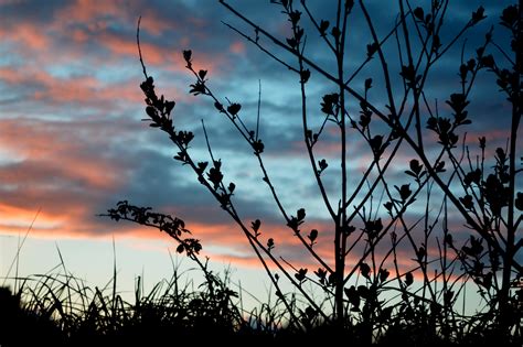 Free Images Tree Branch Silhouette Cloud Sky Sunrise Sunset