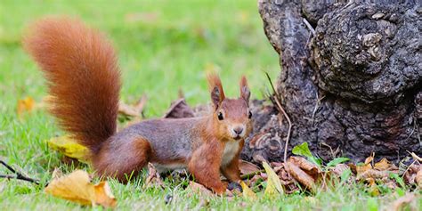 Dazu gehören selbstverständliche punkte wie sichere geräte, gute belüftungsmöglichkeiten, aber. Eichhörnchen | flinke Kletterkünstler im Garten