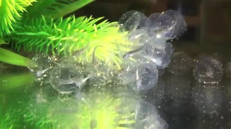 Axolotl Egg Hatching 15 Days Youtube