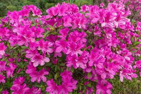 Pink Flowering Bushes Shrubs