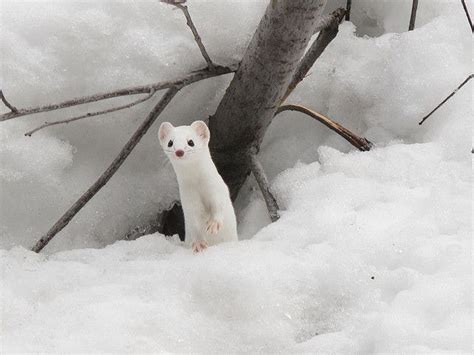 Snow Weasel By Mikescalora Via Flickr Snow Animals Animals Cute