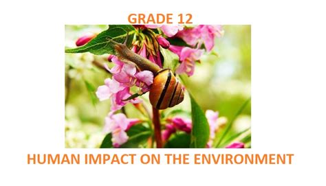 Grade 12 Life Sciences Worksheet On Human Impact On The Environment