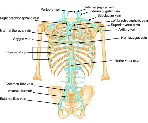 Anatomy Of The Venous System Showing Central Veins In Addition To The