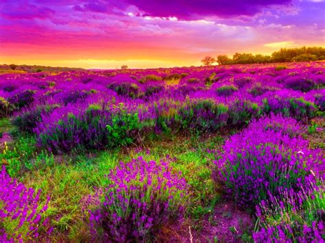 Landscape Field With Purple Spring Flowers Beautiful Sunset Desktop Hd