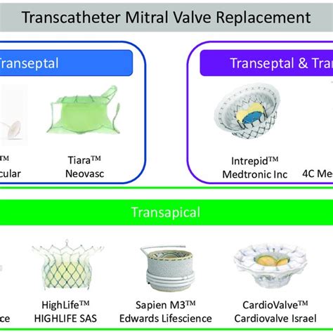 Transcatheter Mitral Valve Replacement Download Scientific Diagram