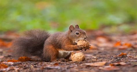 What Do Squirrels Eat Learn About Nature