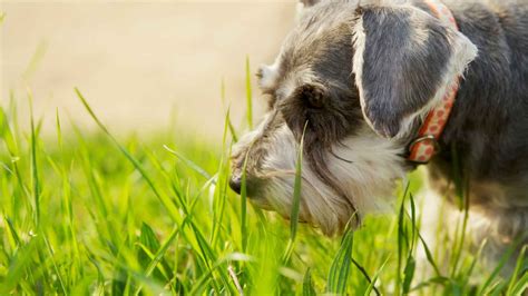 Jerez Abre El Nuevo Parque De Esparcimiento Canino En Vallesequillo