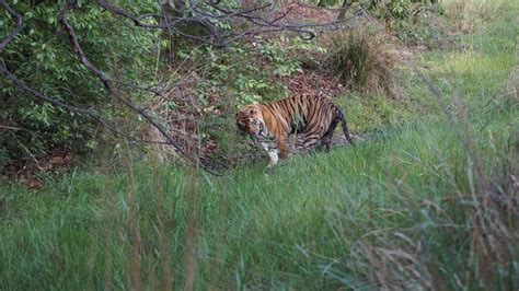 About Bandhavgarh Bandhavgarh National Park Is Located In The Madhya