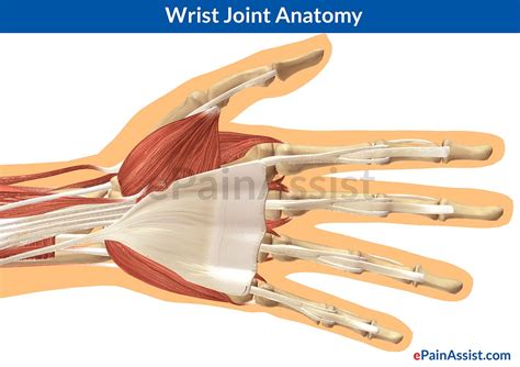This tendon is one of two tendons that bend the wrist. Wrist Joint Anatomy|Bones, Movements, Ligaments, Tendons ...