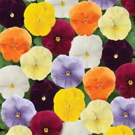 Pansy Spring Matrix Clear Mix Goode Greenhouses