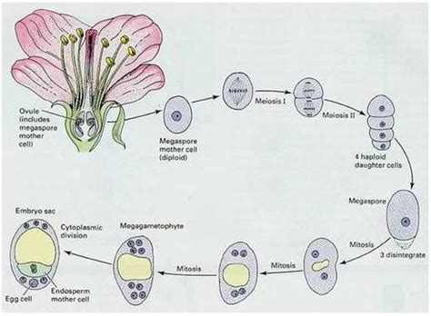 Sexual Reproduction In Flowering Plants Biology4isc