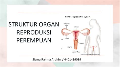 Jelaskan Organ Reproduksi Pada Wanita Blog Fakta