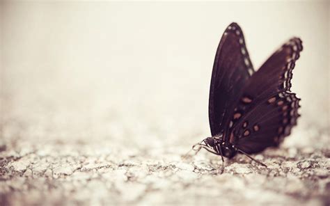 66 Butterfly Backgrounds ·① Download Free Stunning High