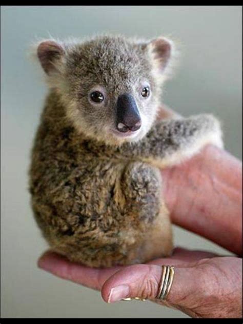 Baby Koala Cute Baby Animals Cute Animals Baby Animals