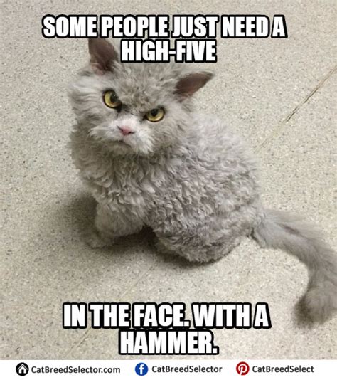 Angry Cat Meme