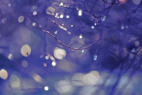 wallpaper water sky plants purple branch blue atmosphere blossom dew light tree